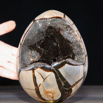 Madagaskar Septarian Ei-Geode - Diepe holte van fonkelende