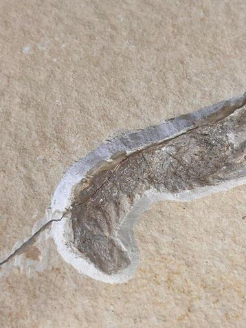Schaaldier - Fossiel skelet - Mecochirus - 24 cm - 29.5 cm