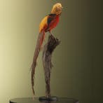 Goudfazant Taxidermie Opgezette Dieren By Max, Verzamelen, Ophalen of Verzenden, Nieuw, Vogel, Opgezet dier