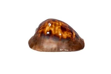Ultrareine Zoila venusta episema (sorrentensis) –