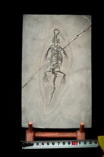 Reptile marin - Matrice fossile - Keichousaurus sp. - 22 cm