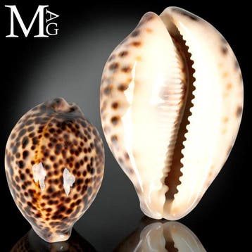 Cypraea Tigris Tigris Sumatra 86 mm - Specimen met sterk