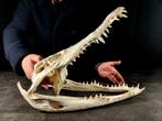 grote krokodillenkop Taxidermie volledige montage -, Nieuw
