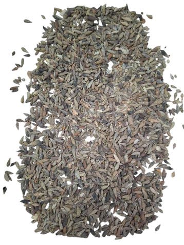 Nassa Pussata schelpen 500 gram, Nieuw