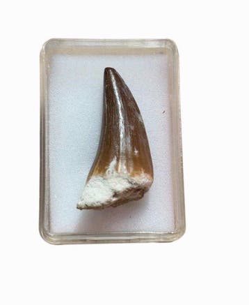Mosasaurus - Fossiele tand - Prognathodon anceps (Zonder, Verzamelen