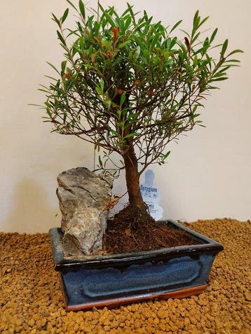 syzygium - Hoogte (boom): 28 cm - Diepte (boom): 18 cm -