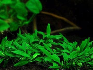 Anubias barteri var. nana Pangolino - pot, Dieren en Toebehoren, Verzenden, Nieuw