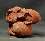 stromatolite fossilisé décoratif de grande taille - Plante