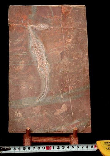 Fossiele plaatmatrix - Keichousaurus sp. - 28 cm - 17 cm, Verzamelen