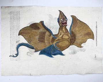 Aldrovandi; Fish, Sea Monster Ray & Sea Dragon - hand, Antiek en Kunst