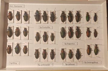 Carabus Coptorabrus Taxidermie volledige montage -