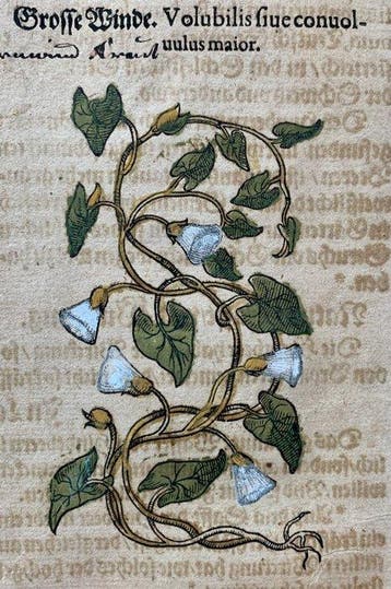 Pietro Andrea Mattioli - Original hand-colored leaf from