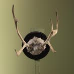 Rendier Gewei Taxidermie Opgezette Dieren By Max, Ophalen of Verzenden, Nieuw, Wild dier, Opgezet dier