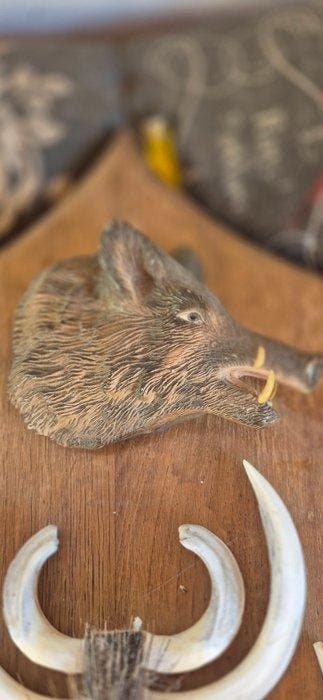 Wild zwijn Set tanden - Sus scrofa - ensemble de défenses -, Verzamelen, Nieuw