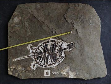 Gros fossile de tortue du Crétacé inférieur - squelette