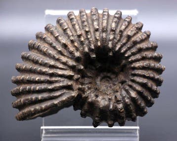 Ammoniet - Gefossiliseerde schelp - Douvilleiceras, Verzamelen, Mineralen en Fossielen