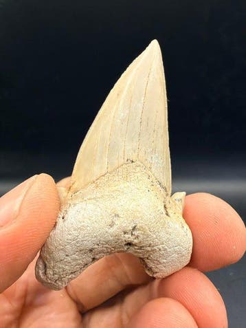 Requin - Dent fossile - Otodus obliquus - 6.6 cm (Sans prix