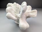 Catspaw koraal skelet Koraal - Acropora palifera (Zonder, Verzamelen, Nieuw