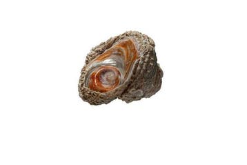 Rode gerimpelde ster (Bolma rugosa) met operculum |, Nieuw