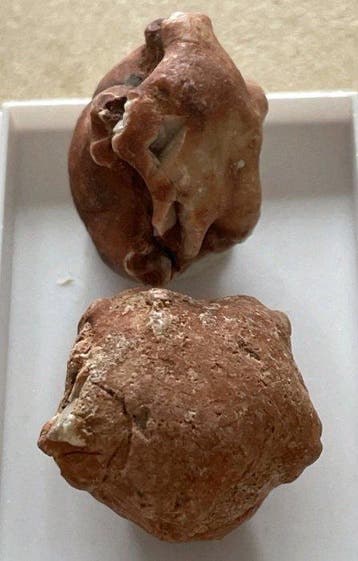 Crinoide - Gefossiliseerd dier - Deltoblastus permicus &
