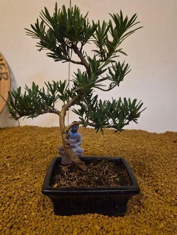 Boeddha-den bonsai (Podocarpus macrophyllus) - Hoogte