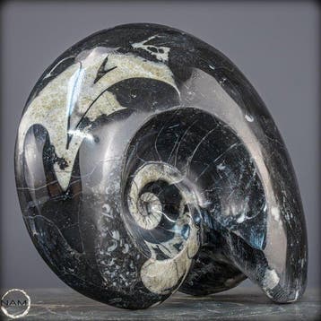Exemplaire fossile impressionnant de goniatite-ammonite du