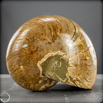 Natuurlijk Nautilus Fossil - Breedte: 12.5 cm- 4504.14 g, Verzamelen