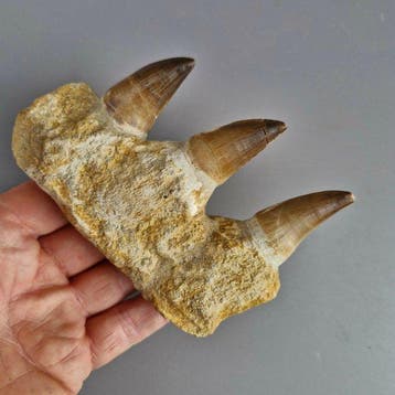 Fossil mosasaur jaw - Gefossiliseerde kaak - Mosasaurus
