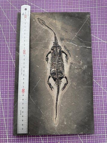 Fossiel reptiel: Keichousaurus – zeldzaam getuigenis uit het