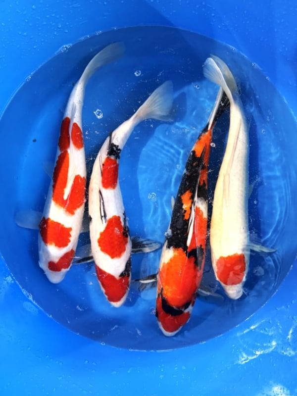 Hirasawa Marusei 45-55cm (Japanse Koi), Jardin & Terrasse, Étangs, Enlèvement ou Envoi