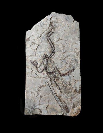 Grote museumkwaliteit – Anchiornis huxleyi - Gefossiliseerd