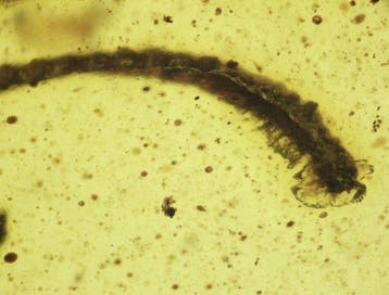 Birmese barnsteen - Barnsteen - Burmese Amber with Fossil