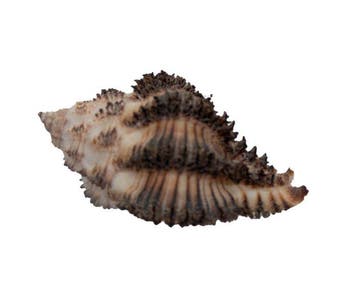 Hexaplex stainforthi 45mm GEM met operculum | Stainforth, Nieuw