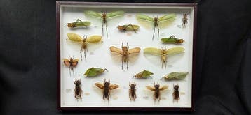 Rare leaf grasshoppers and crickets insects perfect-ex, Nieuw