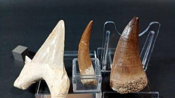 Requin, plésiosaure et mosasaure - Dents fossiles - Otodus, Collections