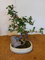 Fukien theeboom bonsai (Carmona retusa) - Hoogte (boom): 29