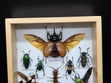Lijst - Hout, Glas - XL - Echte insecten
