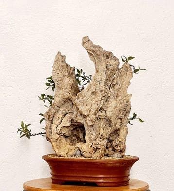 Olijf bonsai (Olea europaea) - Hoogte (boom): 38 cm - Diepte