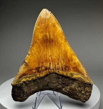 Mégalodon - Dent fossile - 13 cm - 11 cm, Verzamelen
