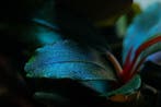 Tropica Bucephalandra Sordidula Blue - Pot - Copy, Dieren en Toebehoren, Verzenden, Nieuw