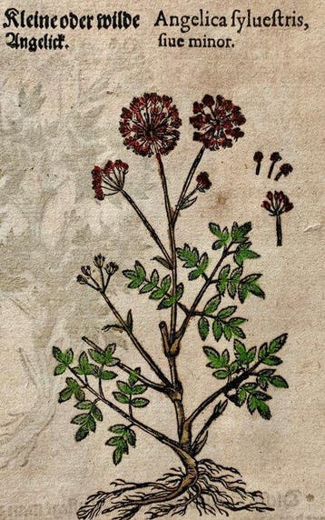 Pietro Andrea Mattioli - Contemporary hand-coloured leaf