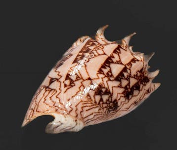 Uitstekende Cymbiola imperialis - Intense Donkere Imperiale