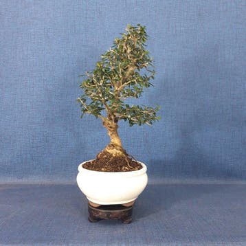 Olijf bonsai (Olea europaea) - Hoogte (boom): 29 cm - Diepte