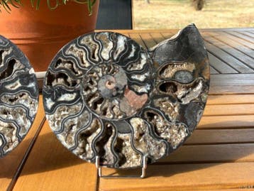 Ammoniet - Gefossiliseerd dier - Aioloceras (Cleoniceras), Verzamelen