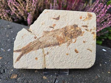 Vis - Gefossiliseerd geleed skelet - 9.1 cm - 12.7 cm