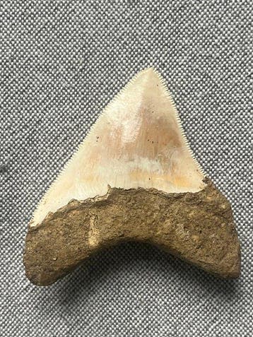 Megalodon-tand 7,5 cm - Fossiele tand - Carcharocles