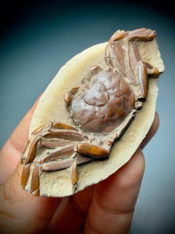 Crabe épineux complet de qualité musée - Carapace fossilisée