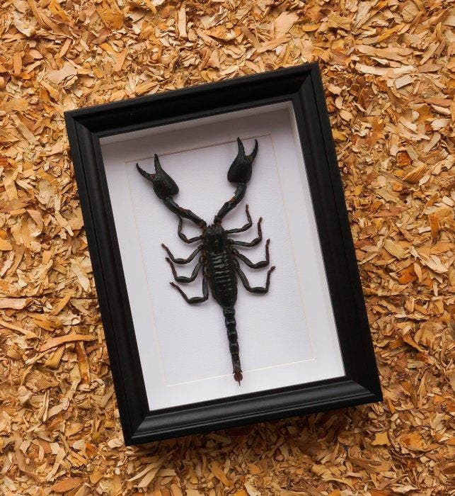 Schorpioen Taxidermie volledige montage - Scorpion, Antiek en Kunst, Curiosa en Brocante