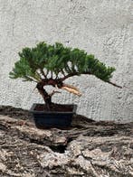 Jeneverbes bonsai (Juniperus) - Hoogte (boom): 18 cm -