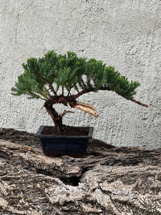 Jeneverbes bonsai (Juniperus) - Hoogte (boom): 18 cm -, Antiek en Kunst, Curiosa en Brocante